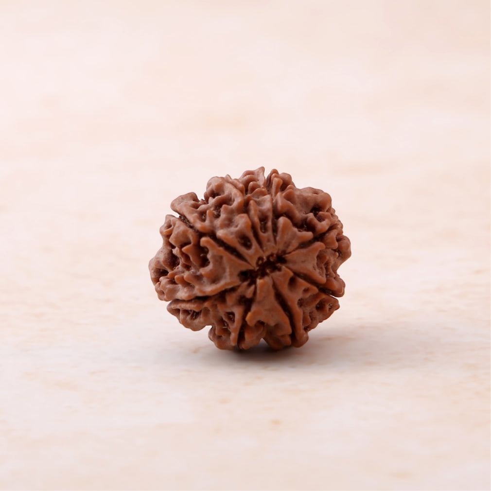 Siddh 8 Mukhi Rudraksha